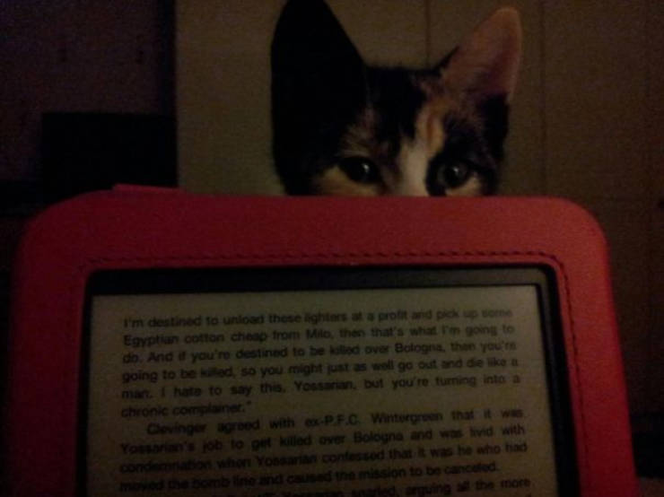 Cats Being Absolute Chaos