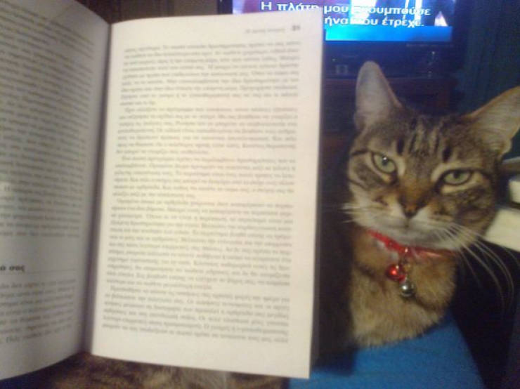 Cats Being Absolute Chaos