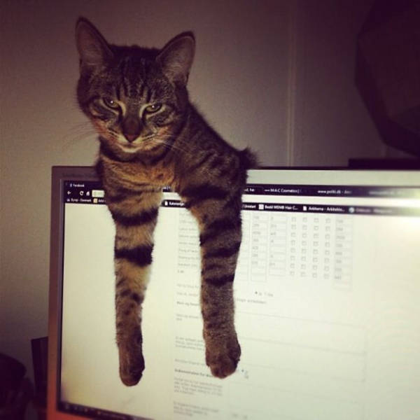 Cats Being Absolute Chaos