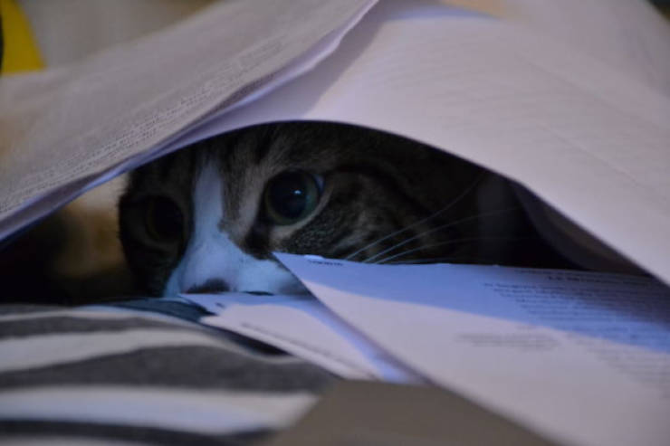 Cats Being Absolute Chaos