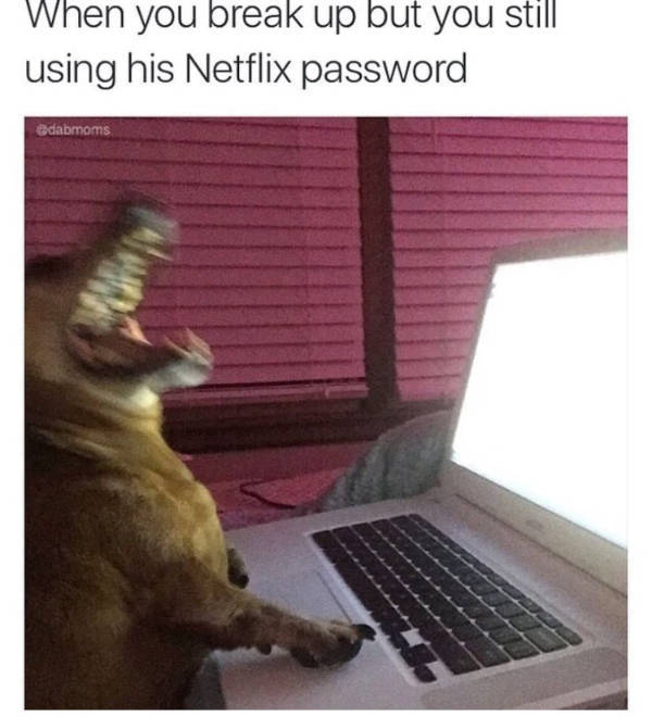 pure internet energy in meme form 30 pics 2.html - 30 HD Photos | Premium Gallery 2026