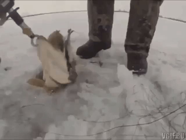 daily gifdump 54 gifs 2.html - 1 HD GIF | Premium Gallery 2026