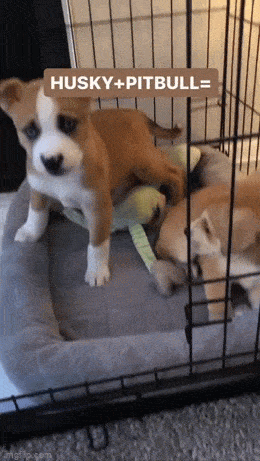 daily gifdump 54 gifs 2.html - 1 HD GIF | Premium Gallery 2026