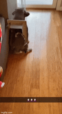 daily gifdump 54 gifs 2.html - 1 HD GIF | Premium Gallery 2026