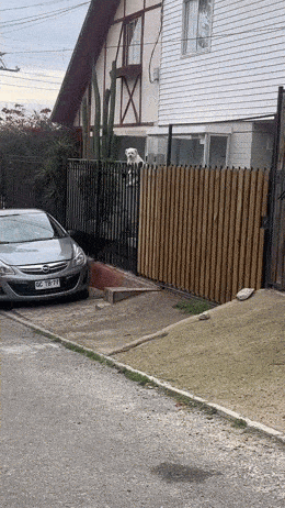 daily gifdump 54 gifs 2.html - 1 HD GIF | Premium Gallery 2026