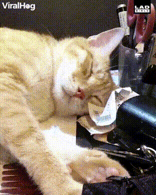 daily gifdump 54 gifs 2.html - 1 HD GIF | Premium Gallery 2026