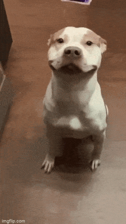 daily gifdump 54 gifs 2.html - 1 HD GIF | Premium Gallery 2026