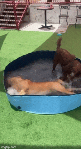 daily gifdump 54 gifs 2.html - 1 HD GIF | Premium Gallery 2026