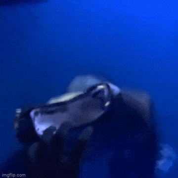 daily gifdump 54 gifs 2.html - 1 HD GIF | Premium Gallery 2026