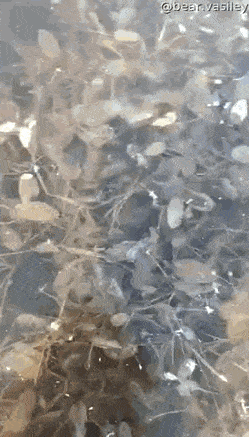 daily gifdump 54 gifs 2.html - 1 HD GIF | Premium Gallery 2026