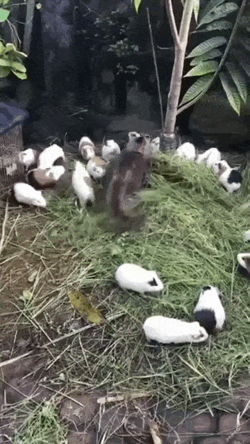 daily gifdump 54 gifs 2.html - 1 HD GIF | Premium Gallery 2026