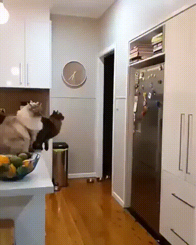 daily gifdump 42 gifs 6.html - 1 HD GIF | Premium Gallery 2026