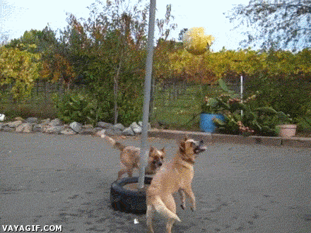 daily gifdump 42 gifs 6.html - 1 HD GIF | Premium Gallery 2026