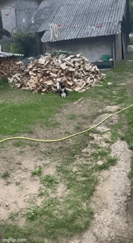 daily gifdump 42 gifs 6.html - 1 HD GIF | Premium Gallery 2026