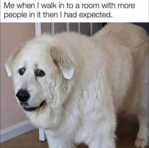 dank memes with unlimited energy 36 pics 14.html - 36 HD Photos | Premium Gallery 2026