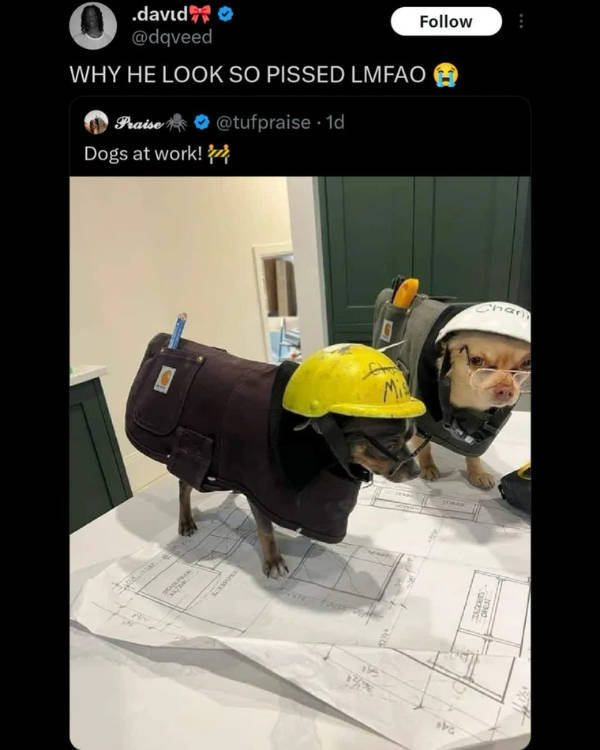 dank memes with unlimited energy 36 pics 14.html - 36 HD Photos | Premium Gallery 2026