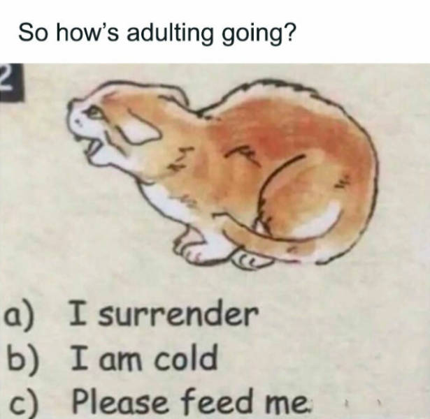 so dank it should be illegal 40 pics 20.html - 40 HD Photos | Premium Gallery 2026