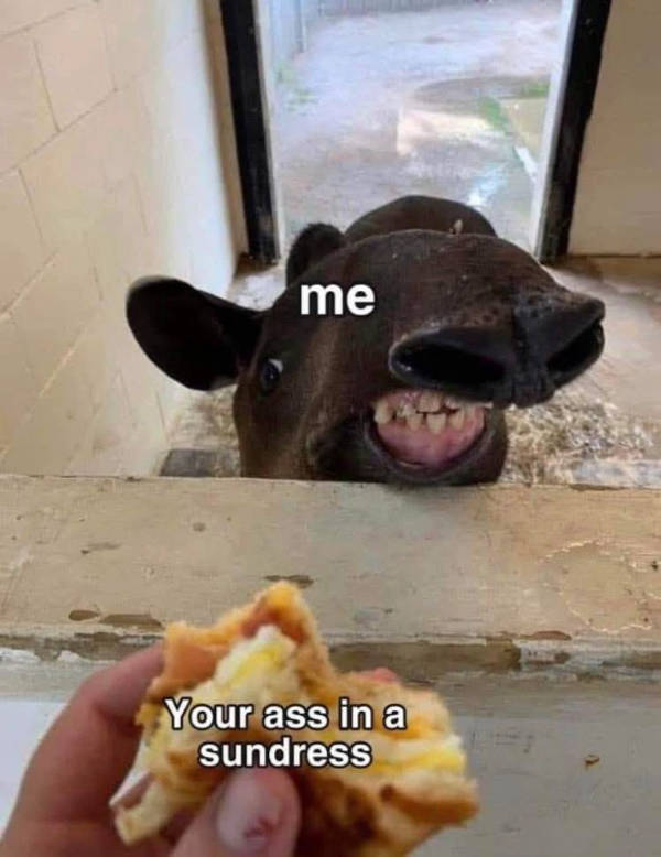 certified dank memes you need right now 33 pics 16.html - 33 HD Photos | Premium Gallery 2026