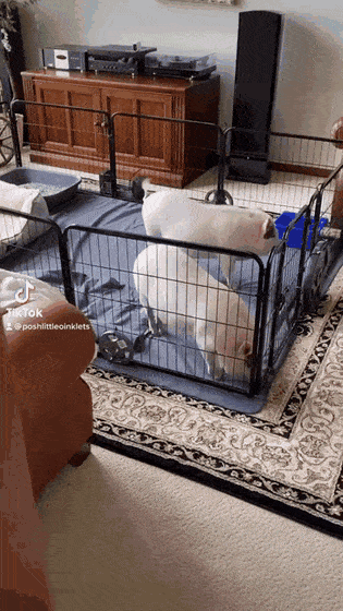 daily gifdump 47 gifs 5.html - 1 HD GIF | Premium Gallery 2026