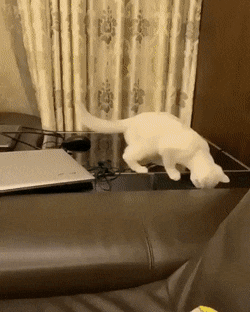 daily gifdump 47 gifs 5.html - 1 HD GIF | Premium Gallery 2026