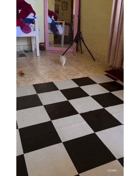 daily gifdump 47 gifs 5.html - 1 HD GIF | Premium Gallery 2026