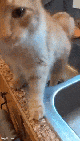Daily Gifdump