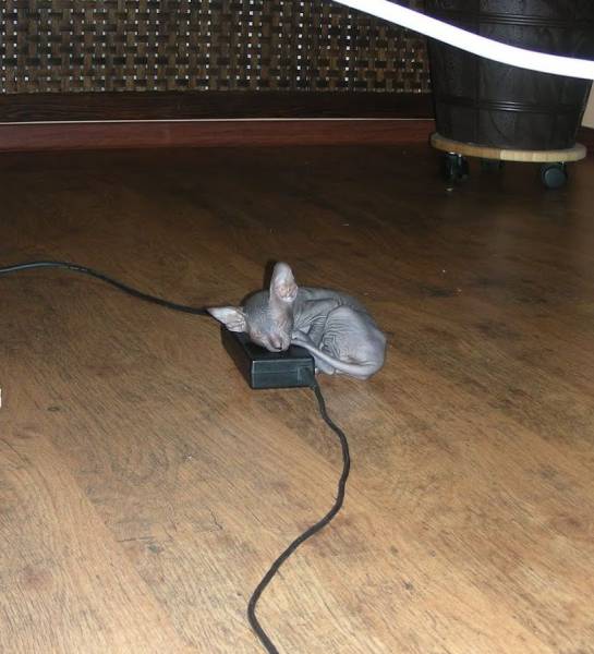 Daily Picdump