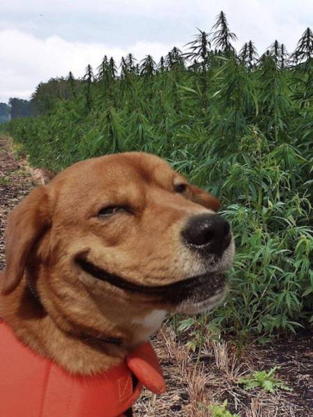 Daily Picdump