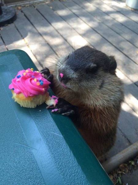 Daily Picdump