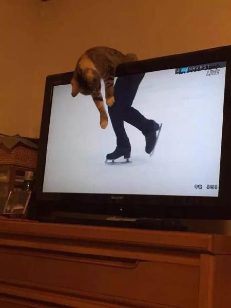 Daily Picdump