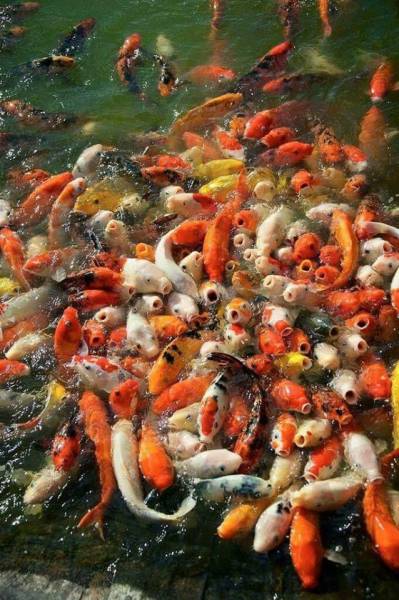 daily picdump 101 pics 2.html - 101 HD Photos | Premium Gallery 2017