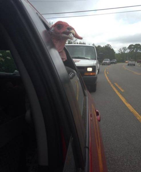 daily picdump 102 pics 3.html - 102 HD Photos | Premium Gallery 2017