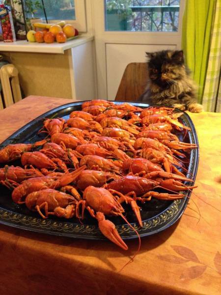 Daily Picdump [WEEKEND EDITION]