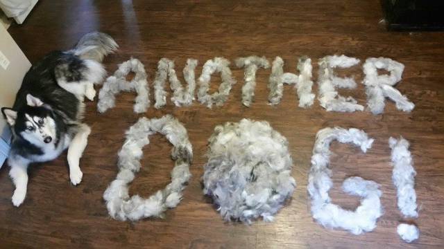 Daily Picdump [WEEKEND EDITION]