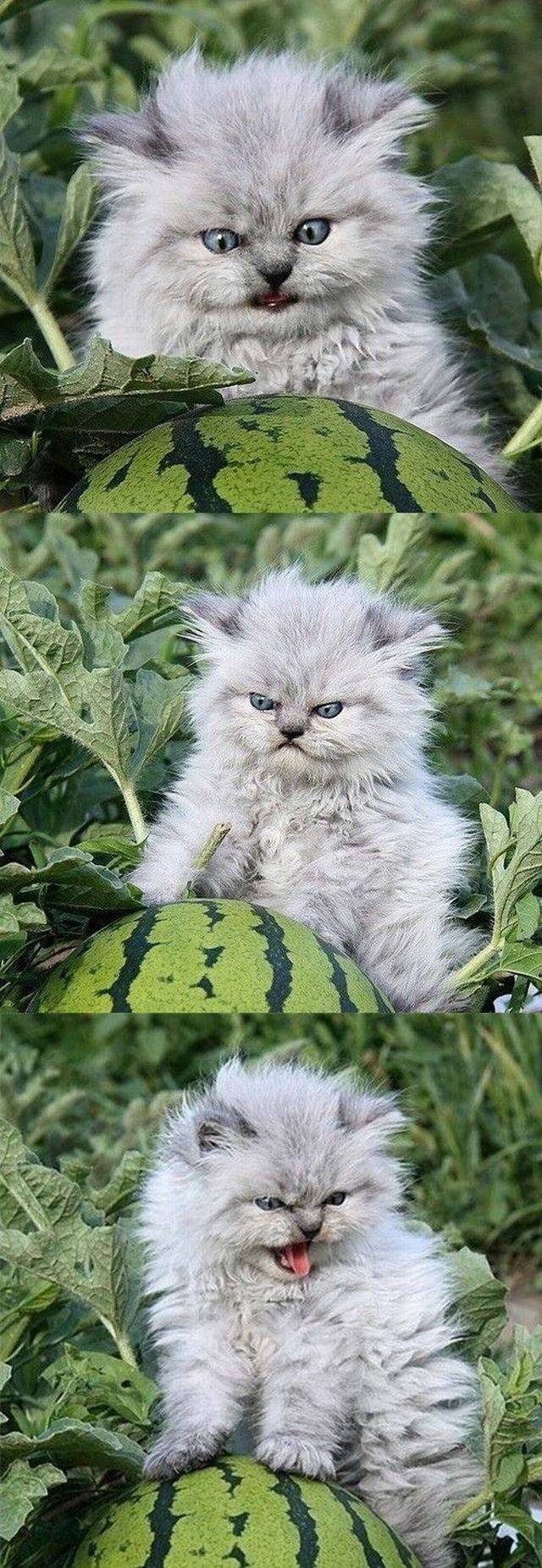daily picdump 104 pics 2.html - 104 HD Photos | Premium Gallery 2017