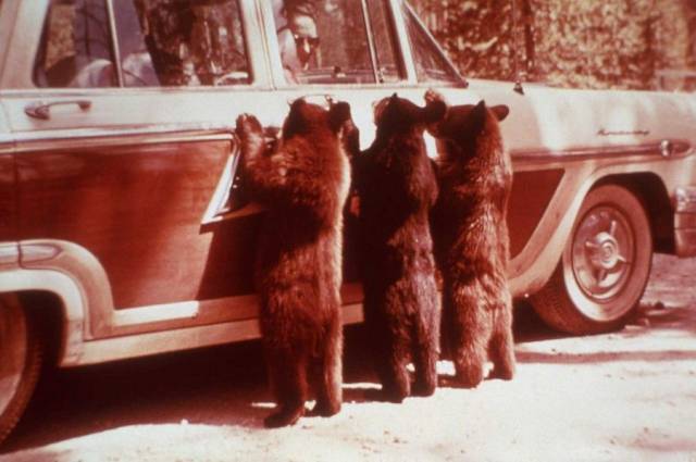 daily picdump 98 pics 3.html - 98 HD Photos | Premium Gallery 2017