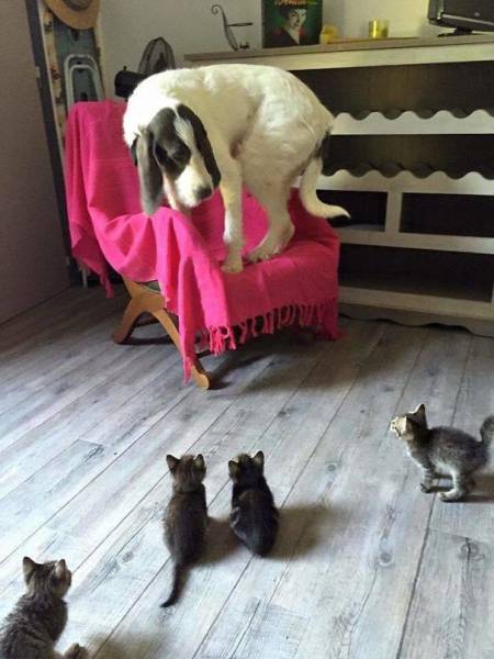 Dogs Aren’t Afraid Of Death, But Seem To Be Afraid Of Generally Everything Else