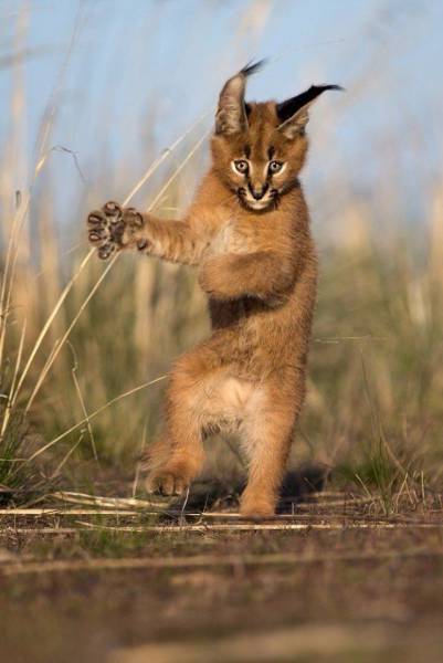 daily picdump 98 pics 18.html - 98 HD Photos | Premium Gallery 2017