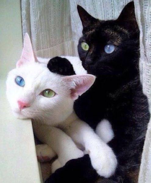 daily picdump 98 pics 18.html - 98 HD Photos | Premium Gallery 2017