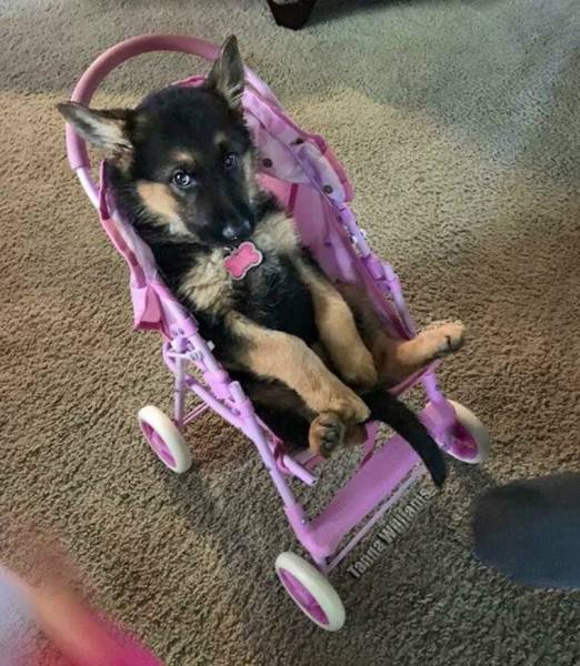 daily picdump 98 pics 18.html - 98 HD Photos | Premium Gallery 2017