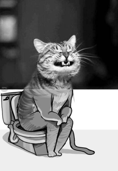Daily Picdump