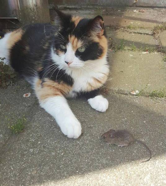 daily picdump weekend edition 74 pics 24.html - 74 HD Photos | Premium Gallery 2017