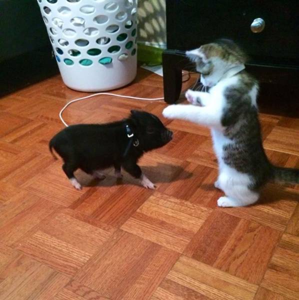 daily picdump 94 pics 38.html - 94 HD Photos | Premium Gallery 2017