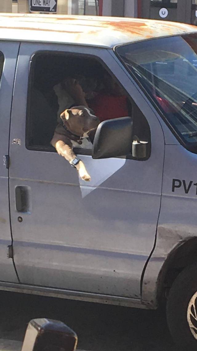 Daily Picdump