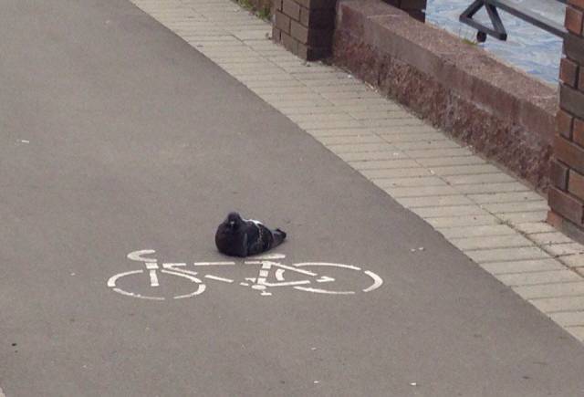 daily picdump 107 pics 34.html - 107 HD Photos | Premium Gallery 2017