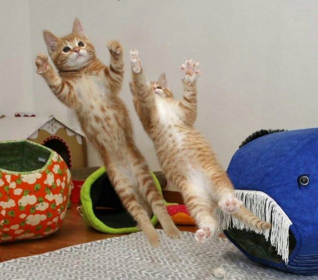 daily picdump 93 pics 42.html - 93 HD Photos | Premium Gallery 2017