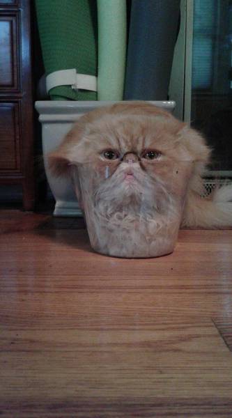 Funny Picdump