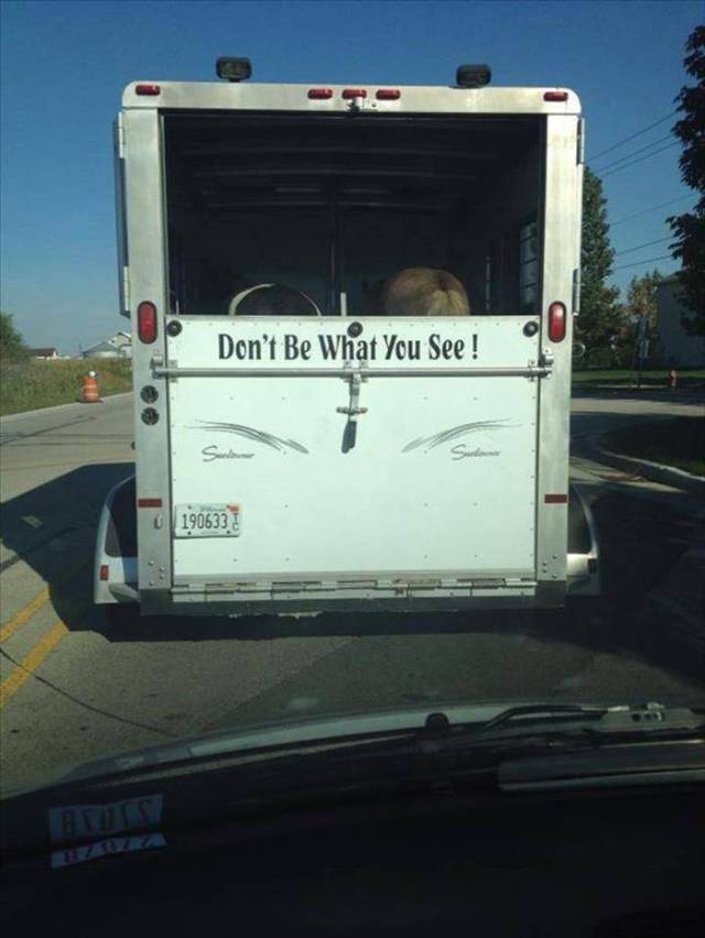 Daily Picdump