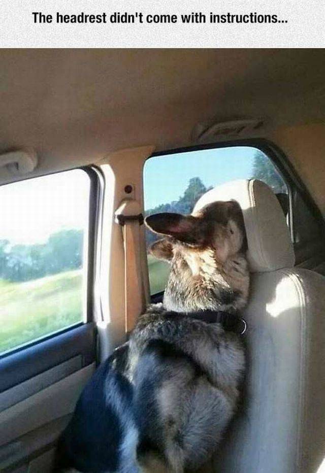 Daily Picdump