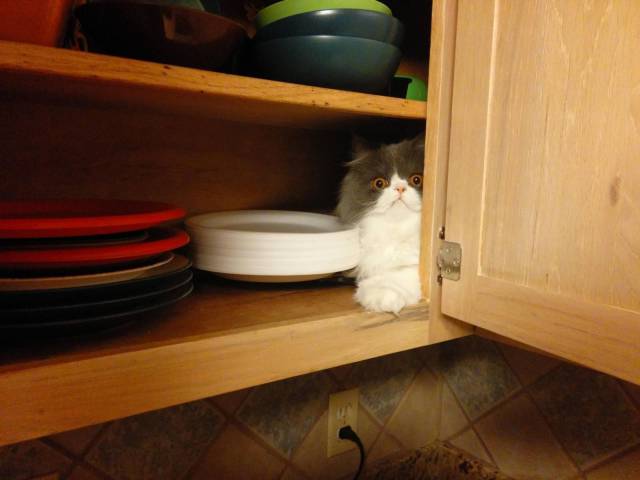 Daily Picdump
